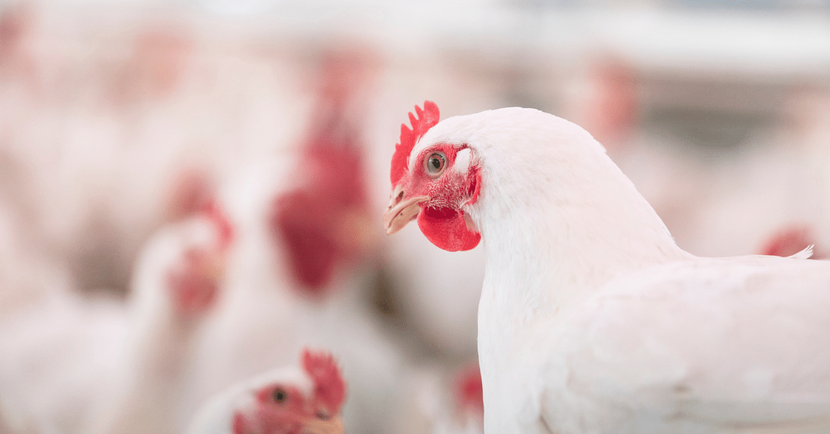 How to protect your flock from avian influenza (AI) Alltech